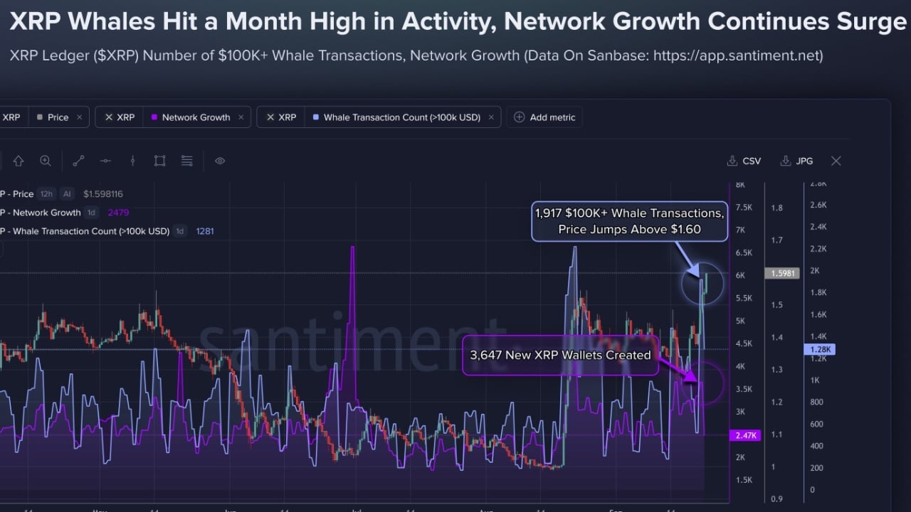 XRP Tops $1.60 as 1,917 Whale Transactions Hit Monthly High